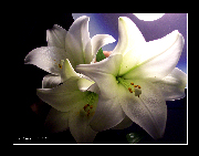 103_1693R1200.jpg