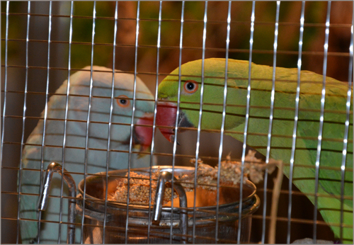 Our new guests. Two ring-necked parakeets: Ares (blue)and Ariadne (green).